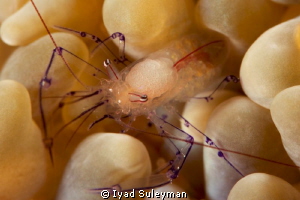 Bubble coral shrimp
Canon 60D, 100mm macro lens, +10 SubSee by Iyad Suleyman 